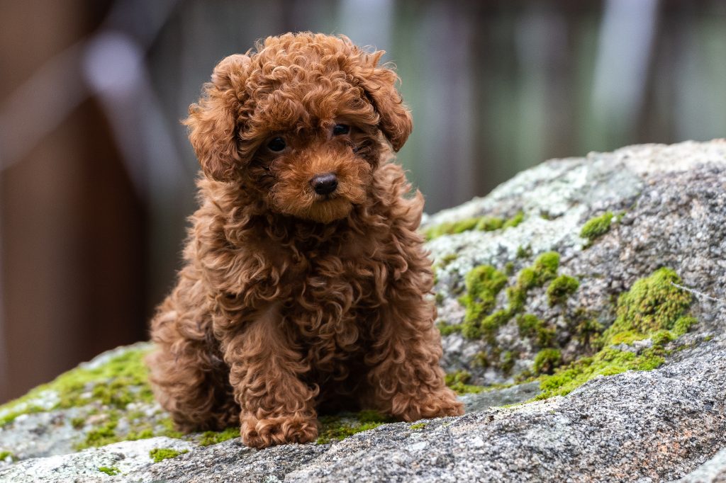 Caniche Toy Rojos Del Orco Kennel